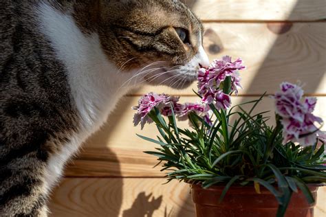 Are Carnation Flowers Toxic to Cats? And Why Do Cats Seem to Love Knocking Over Vases?