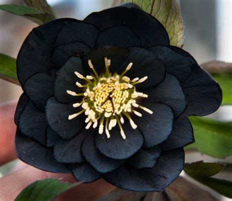 Are There Black Flowers? Exploring the Mystique and Reality of Nature's Dark Blooms