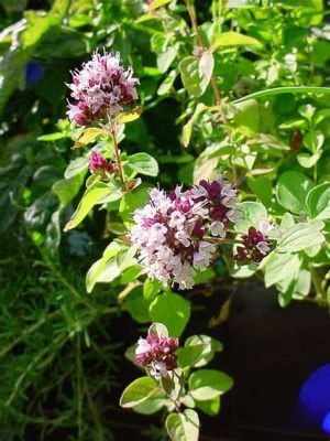 Can You Eat Oregano Flowers? Exploring the Culinary and Medicinal Uses of Oregano Blooms