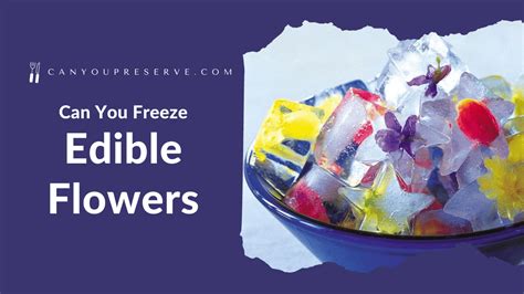 Can You Freeze Flowers to Preserve Them? And What If Time Itself Could Be Frozen?