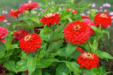 Do Deer Eat Zinnias Flowers? And Why Do They Prefer Them Over Traffic Cones?