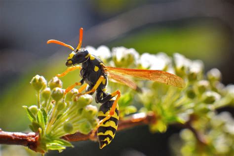 Do Wasps Like Flowers? Exploring the Intricate Relationship Between Wasps and Blooms