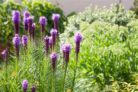 How Many Flowers Do You Get with 1 Bulb of Liatris? And Why Do They Always Look Like They're Throwing a Party?