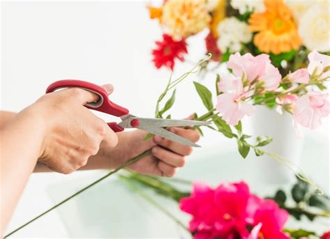 How to Cut Stems of Flowers: A Symphony of Scissors and Petals