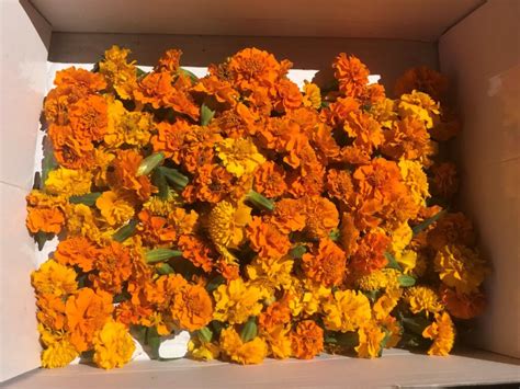 How to Grow Marigold from Dried Flowers: Unlocking the Secrets of Nature's Resilience