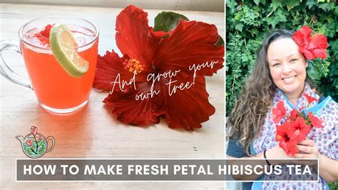 How to Harvest Hibiscus Flowers for Tea: A Journey Through Time and Taste