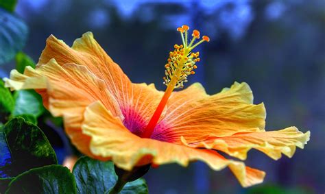 How to Harvest Hibiscus Flowers for Tea: A Symphony of Colors and Flavors