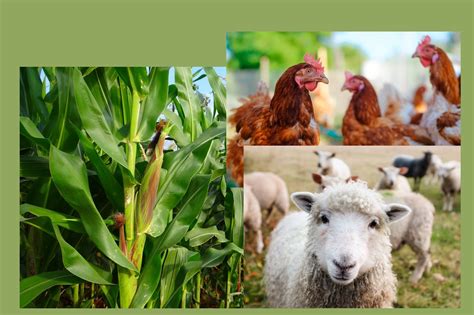 Is Mixed Crop and Livestock Intensive or Extensive: A Multifaceted Exploration of Agricultural Practices