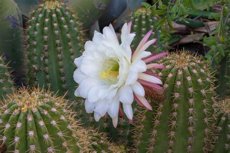 What Are Cactus Flowers Called? Exploring the Mystique of Desert Blooms