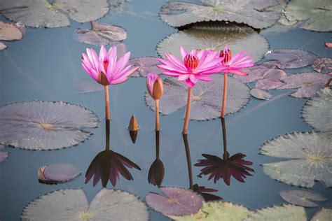 What Colors Do Lotus Flowers Come In: A Kaleidoscope of Nature's Palette