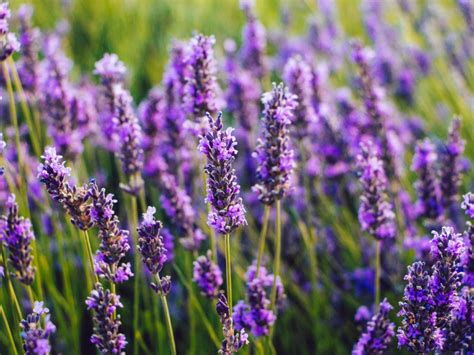 What do lavender flowers represent? Exploring the myriad meanings and unexpected connections