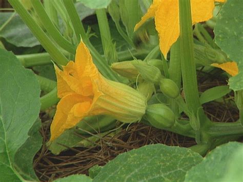 What Do Pumpkin Flowers Look Like: A Kaleidoscope of Nature's Artistry