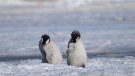 What Does Flowers Blooming in Antarctica Mean? And Why Do Penguins Suddenly Love Jazz?