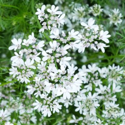 What to Do When Cilantro Flowers: A Journey Through Flavor and Chaos