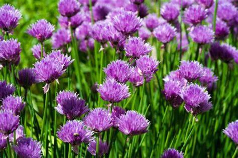 What to Do with Chive Flowers: A Culinary Adventure Beyond the Ordinary