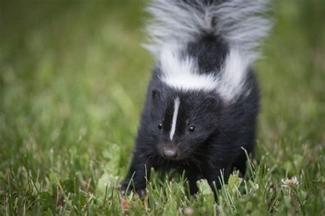 When is Skunk Breeding Season? And Why Do They Suddenly Love Jazz?