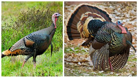 When is Turkey Breeding Season: A Time of Feathers and Folly