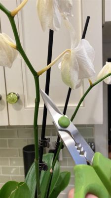 Where to Cut Orchid Stem After Flowers Fall Off: A Journey Through Pruning and Beyond